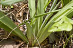 False aloe